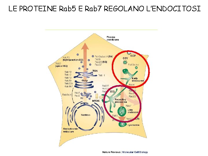 LE PROTEINE Rab 5 E Rab 7 REGOLANO L’ENDOCITOSI 