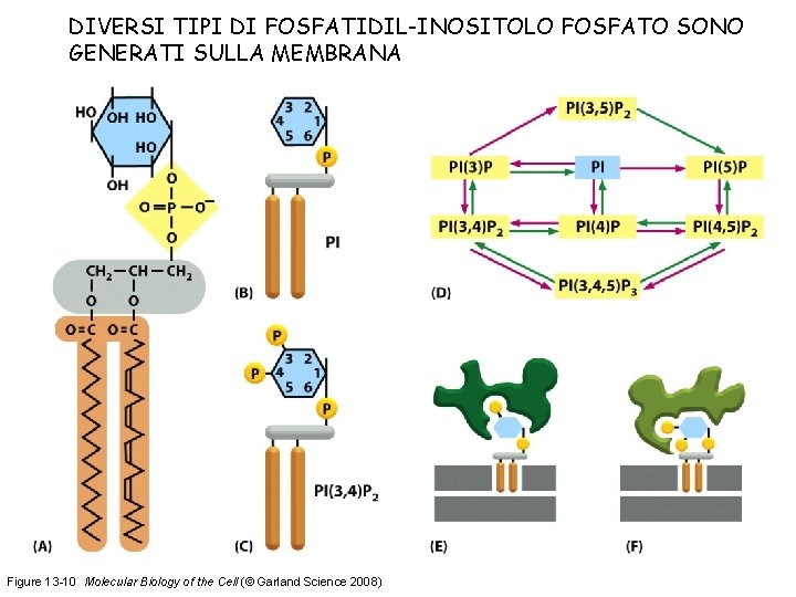 DIVERSI TIPI DI FOSFATIDIL-INOSITOLO FOSFATO SONO GENERATI SULLA MEMBRANA Figure 13 -10 Molecular Biology