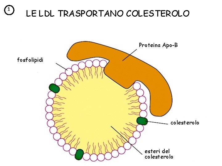 1 LE LDL TRASPORTANO COLESTEROLO Proteina Apo-B fosfolipidi colesterolo esteri del colesterolo 