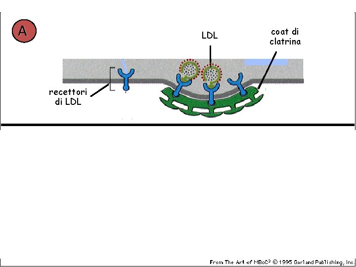 A LDL recettori di LDL B recettori mutati coat di clatrina 