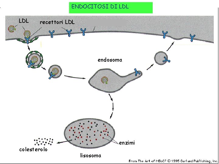 ENDOCITOSI DI LDL recettori LDL endosoma colesterolo enzimi lisosoma 