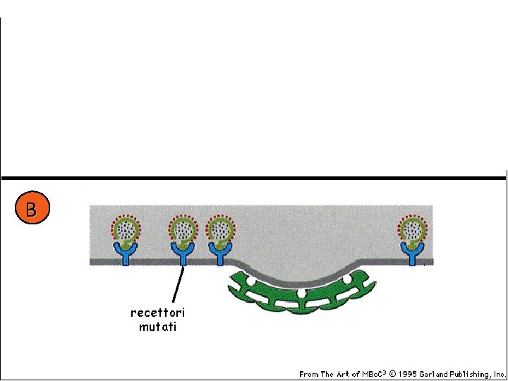 A LDL recettori di LDL B recettori mutati coat di clatrina 