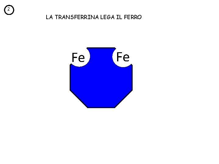 2 LA TRANSFERRINA LEGA IL FERRO Fe Fe 