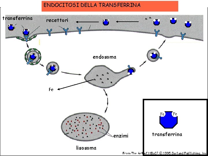 ENDOCITOSI DELLA TRANSFERRINA transferrina Fe recettori Fe Fe endosoma Fe Fe Fe Fe enzimi