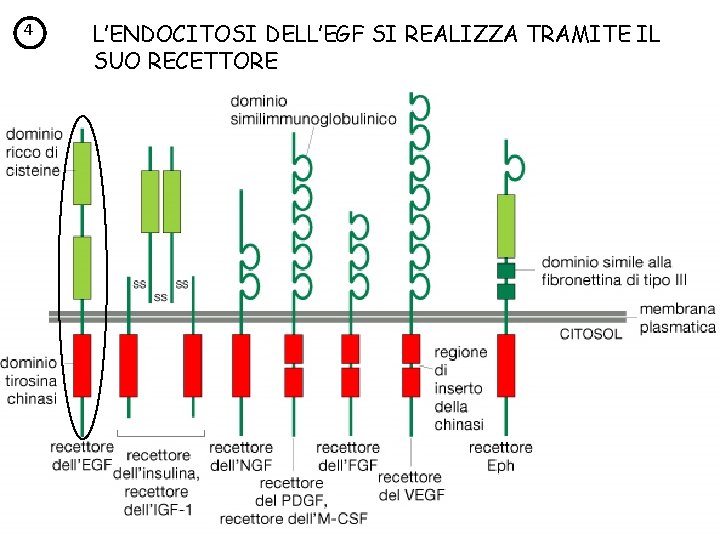 4 L’ENDOCITOSI DELL’EGF SI REALIZZA TRAMITE IL SUO RECETTORE 