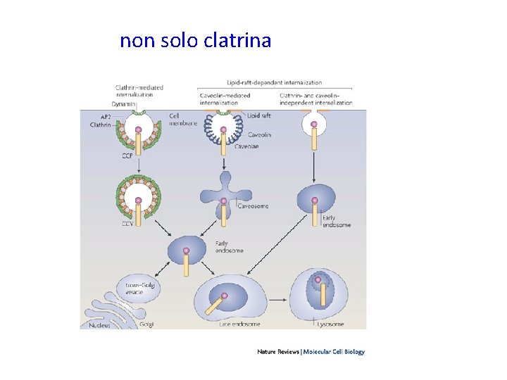 non solo clatrina 