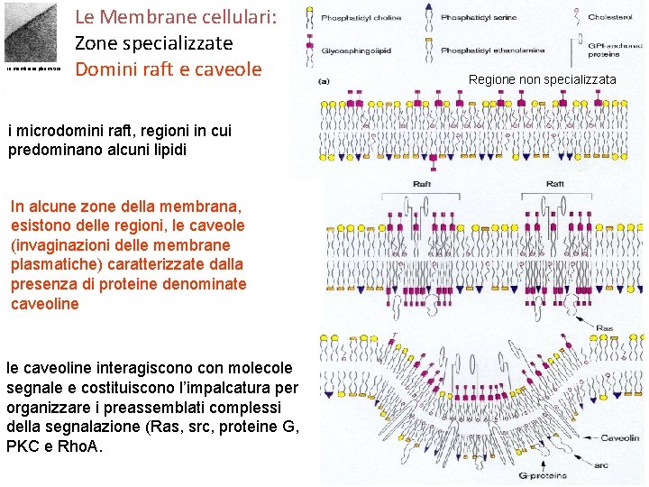 La membrana plasmatica Le Membrane cellulari: Zone specializzate Domini raft e caveole i microdomini