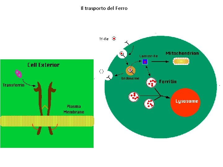 Il trasporto del Ferro 