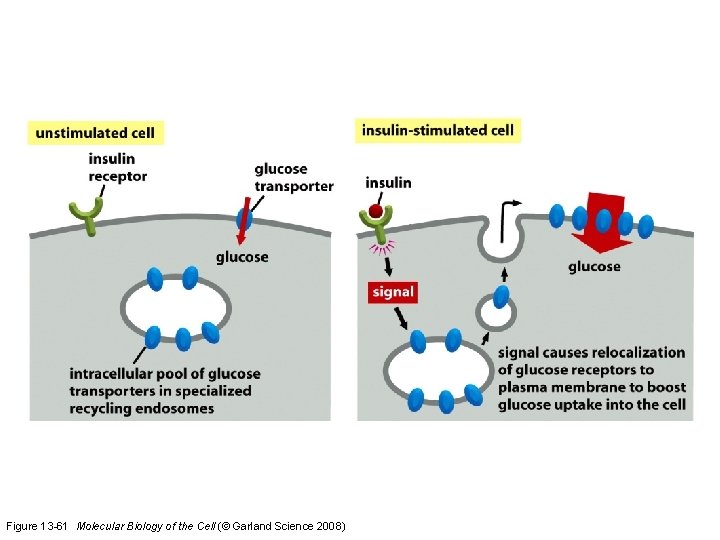 Figure 13 -61 Molecular Biology of the Cell (© Garland Science 2008) 