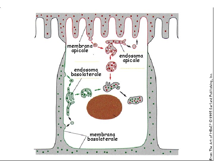 membrana apicale endosoma basolaterale membrana basolaterale endosoma apicale 