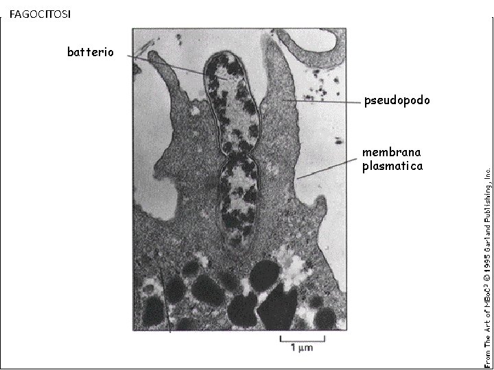 FAGOCITOSI batterio pseudopodo membrana plasmatica 