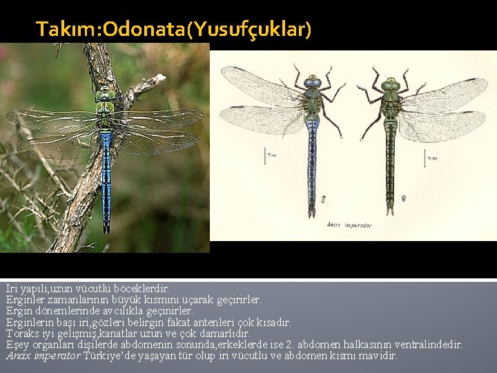 Takım: Odonata(Yusufçuklar) İri yapılı, uzun vücutlu böceklerdir. Erginler zamanlarının büyük kısmını uçarak geçirirler. Ergin
