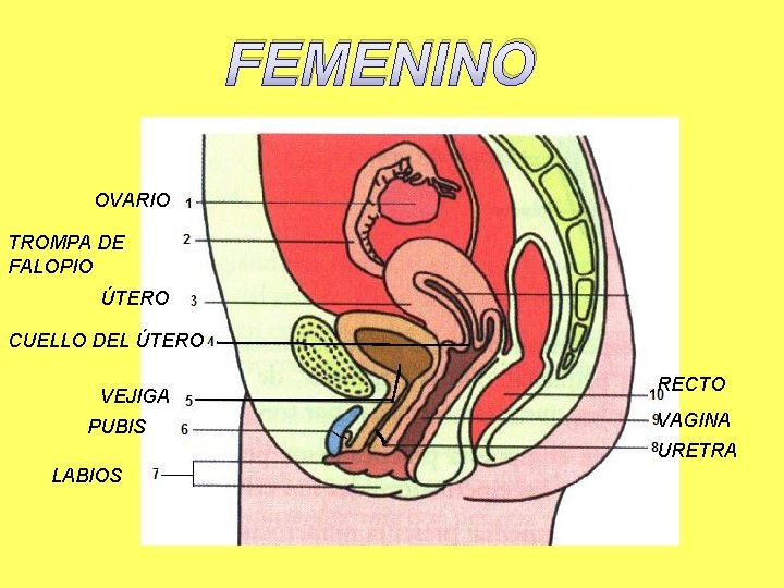 FEMENINO OVARIO TROMPA DE FALOPIO ÚTERO CUELLO DEL ÚTERO VEJIGA PUBIS RECTO VAGINA URETRA