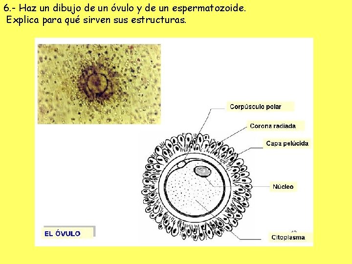 6. - Haz un dibujo de un óvulo y de un espermatozoide. Explica para
