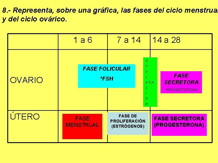 8. - Representa, sobre una gráfica, las fases del ciclo menstrual y del ciclo