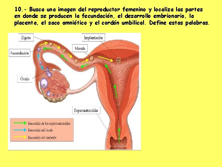 10. - Busca una imagen del reproductor femenino y localiza las partes en donde