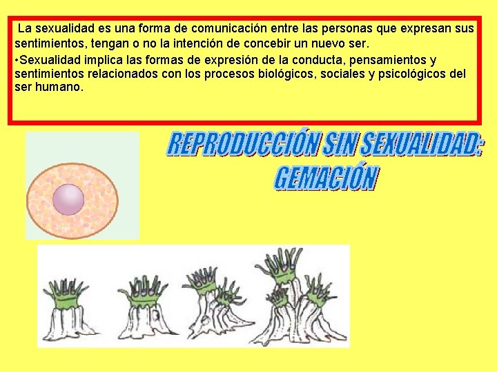  La sexualidad es una forma de comunicación entre las personas que expresan sus