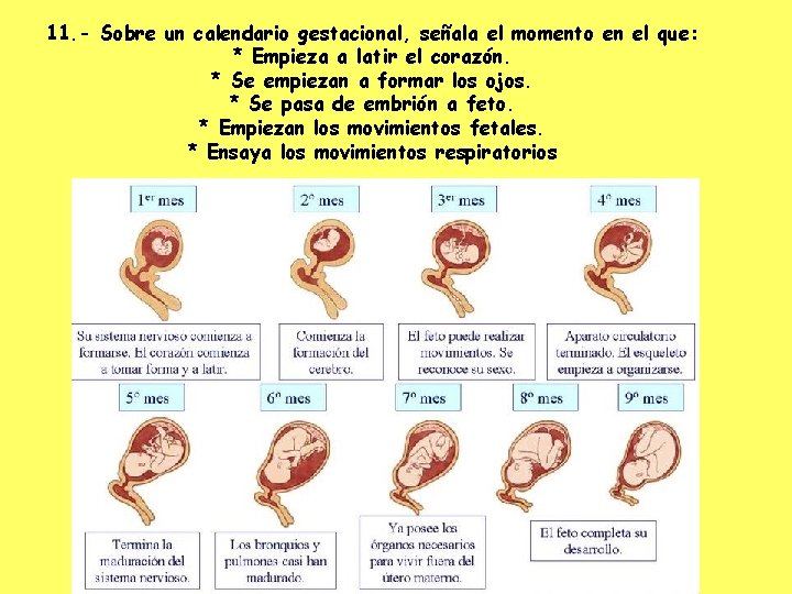 11. - Sobre un calendario gestacional, señala el momento en el que: * Empieza