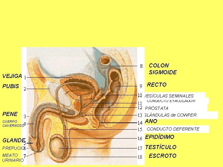 VEJIGA PUBIS COLON SIGMOIDE RECTO VESÍCULAS SEMINALES CONDUCTO EYACULADOR PRÓSTATA PENE CUERPO CAVERNOSO GLANDE