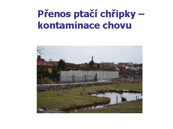 Přenos ptačí chřipky – kontaminace chovu 