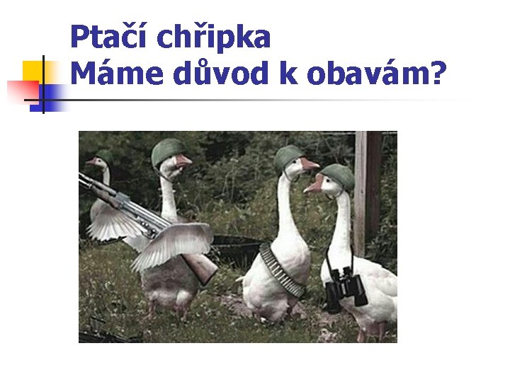 Ptačí chřipka Máme důvod k obavám? 