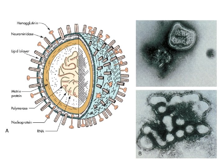 Virus chřipky 