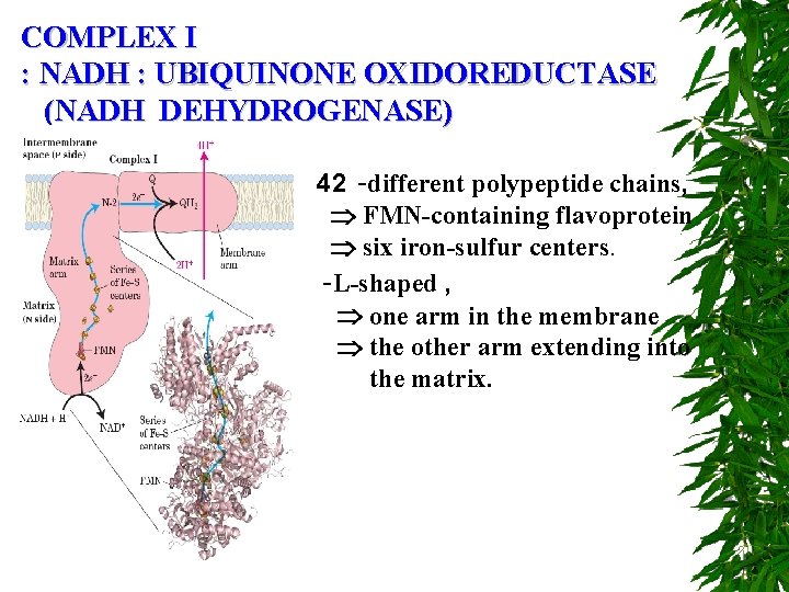 COMPLEX I : NADH : UBIQUINONE OXIDOREDUCTASE (NADH DEHYDROGENASE) 42 -different polypeptide chains, FMN-containing