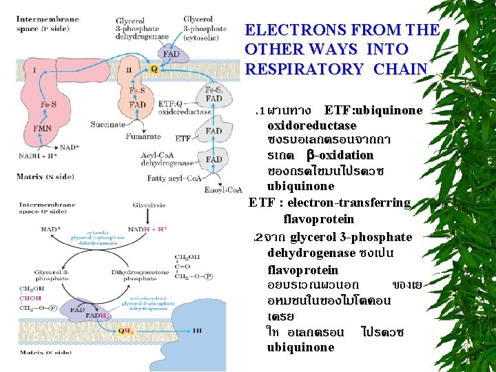 ELECTRONS FROM THE OTHER WAYS INTO RESPIRATORY CHAIN. 1ผานทาง ETF: ubiquinone oxidoreductase ซงรบอเลกตรอนจากกา รเกด