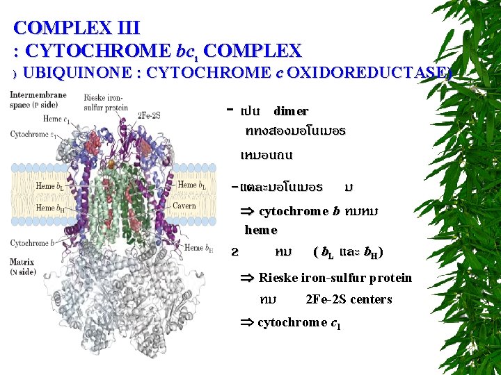 COMPLEX III : CYTOCHROME bc 1 COMPLEX ) UBIQUINONE : CYTOCHROME c OXIDOREDUCTASE) -