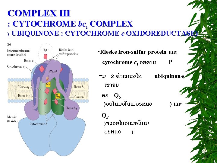 COMPLEX III : CYTOCHROME bc 1 COMPLEX ) UBIQUINONE : CYTOCHROME c OXIDOREDUCTASE) -Rieske