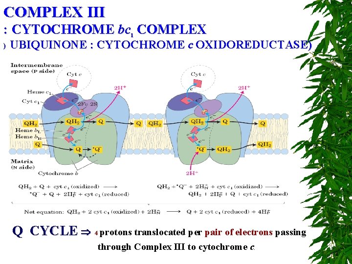 COMPLEX III : CYTOCHROME bc 1 COMPLEX ) UBIQUINONE : CYTOCHROME c OXIDOREDUCTASE) Q