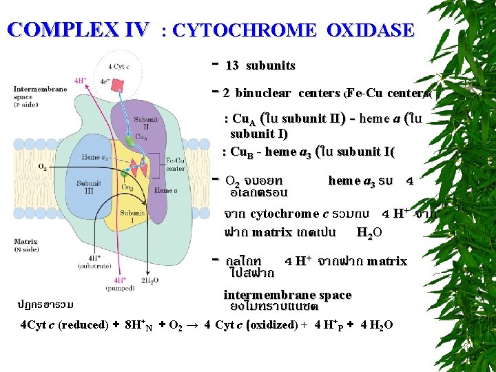 COMPLEX IV : CYTOCHROME OXIDASE - 13 subunits - 2 binuclear centers (Fe-Cu centers(