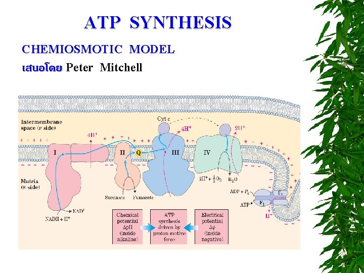 ATP SYNTHESIS CHEMIOSMOTIC MODEL เสนอโดย Peter Mitchell 