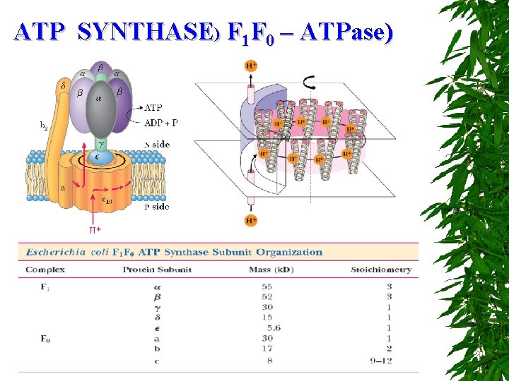 ATP SYNTHASE) F 1 F 0 – ATPase) 