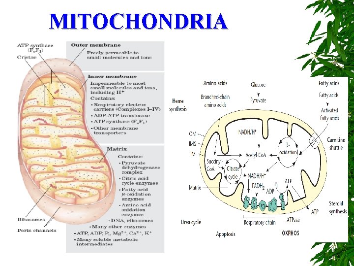MITOCHONDRIA 