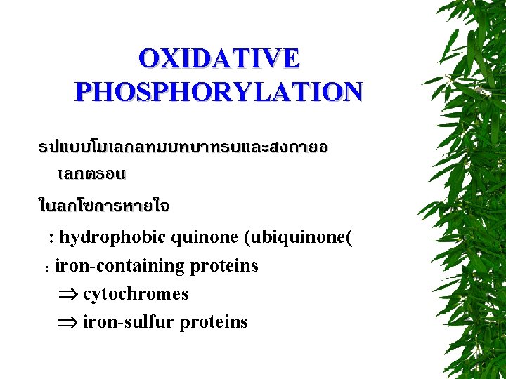 OXIDATIVE PHOSPHORYLATION รปแบบโมเลกลทมบทบาทรบและสงถายอ เลกตรอน ในลกโซการหายใจ : hydrophobic quinone (ubiquinone( : iron-containing proteins cytochromes iron-sulfur