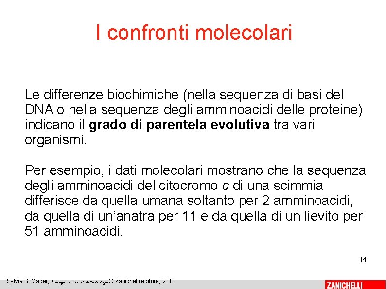 I confronti molecolari Le differenze biochimiche (nella sequenza di basi del DNA o nella