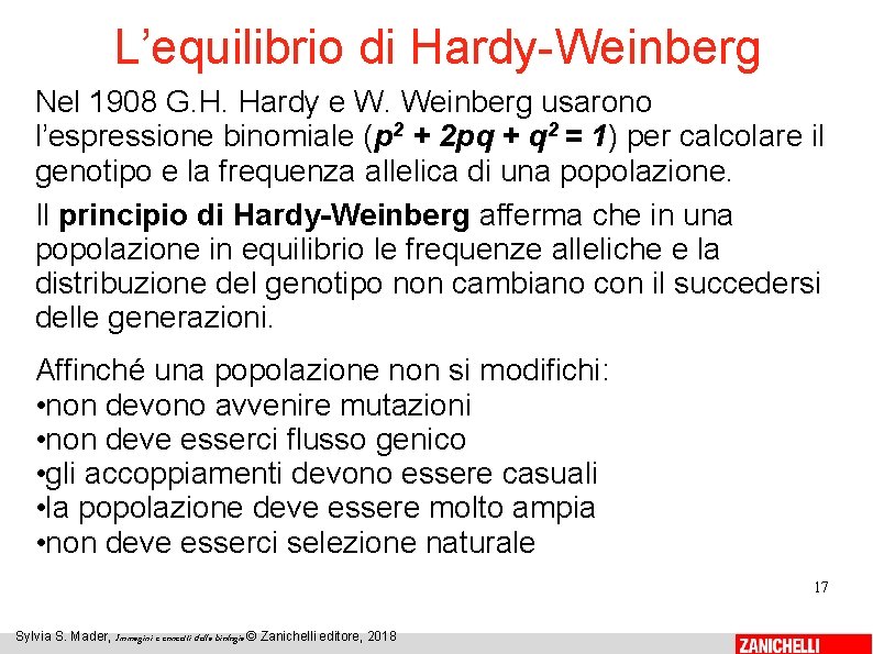 L’equilibrio di Hardy-Weinberg Nel 1908 G. H. Hardy e W. Weinberg usarono l’espressione binomiale