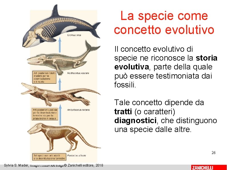 La specie come concetto evolutivo Il concetto evolutivo di specie ne riconosce la storia