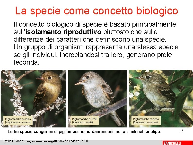 La specie come concetto biologico Il concetto biologico di specie è basato principalmente sull’isolamento