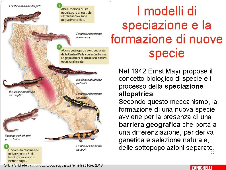 I modelli di speciazione e la formazione di nuove specie Nel 1942 Ernst Mayr