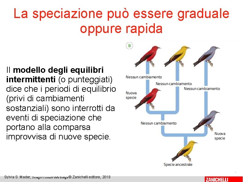 La speciazione può essere graduale oppure rapida Il modello degli equilibri intermittenti (o punteggiati)