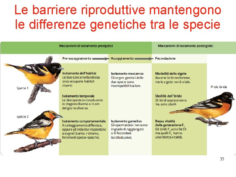 Le barriere riproduttive mantengono le differenze genetiche tra le specie 35 