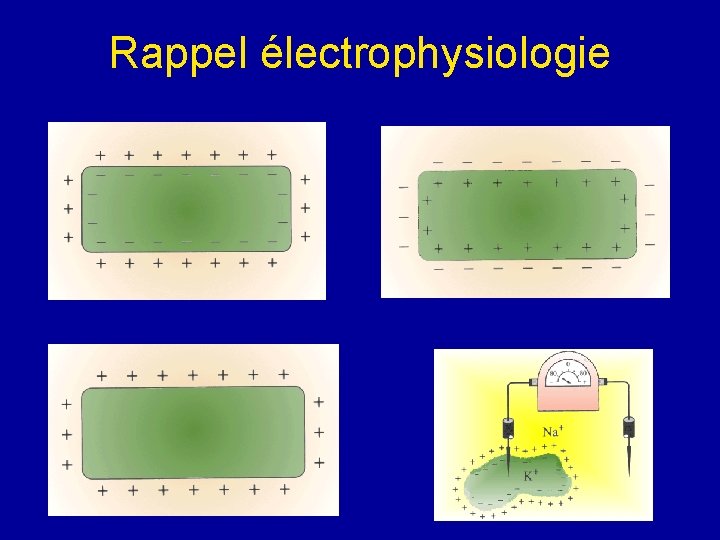 Rappel électrophysiologie 