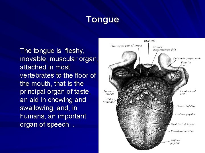 Tongue The tongue is fleshy, movable, muscular organ, attached in most vertebrates to the