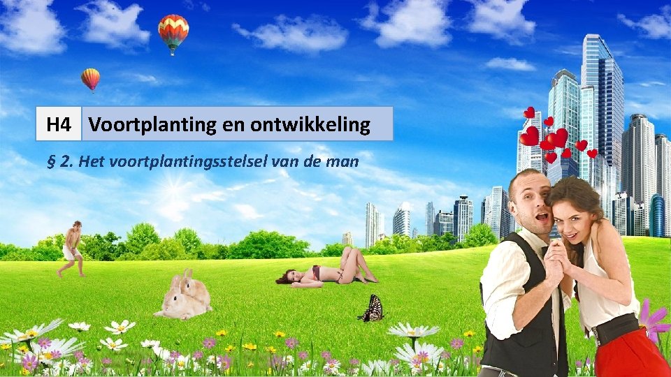 H 4 Voortplanting en ontwikkeling § 2. Het voortplantingsstelsel van de man 