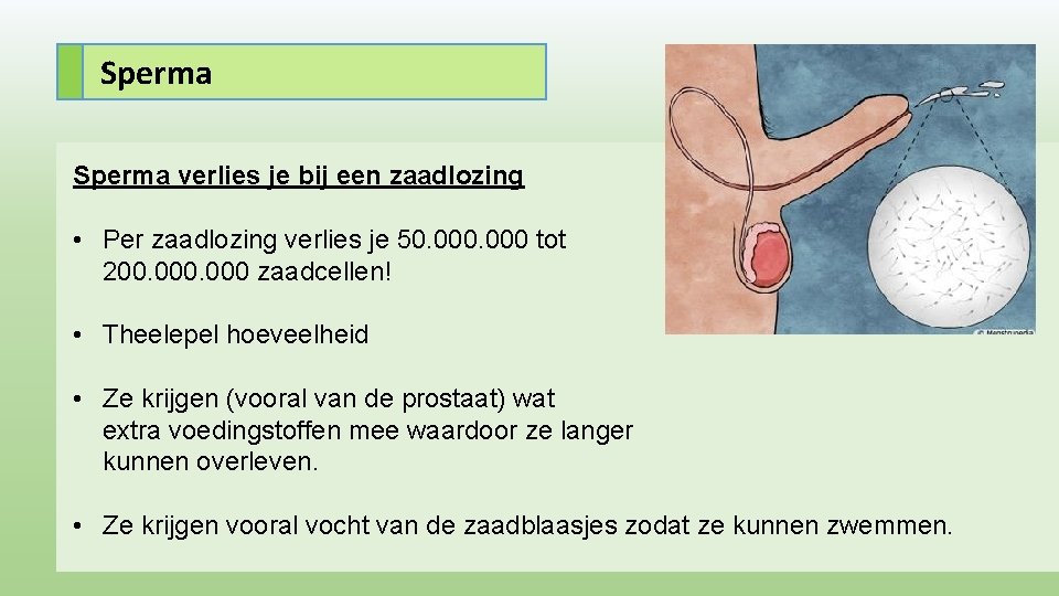 Sperma verlies je bij een zaadlozing • Per zaadlozing verlies je 50. 000 tot