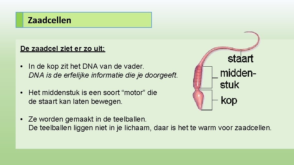 Zaadcellen De zaadcel ziet er zo uit: • In de kop zit het DNA