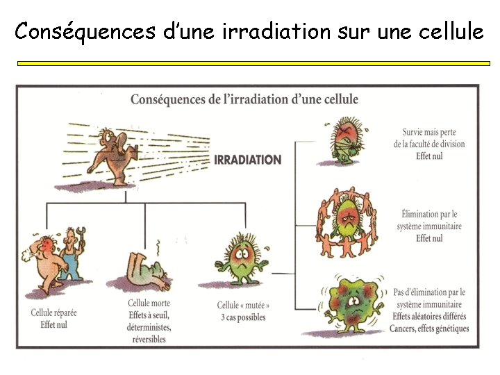 Conséquences d’une irradiation sur une cellule 