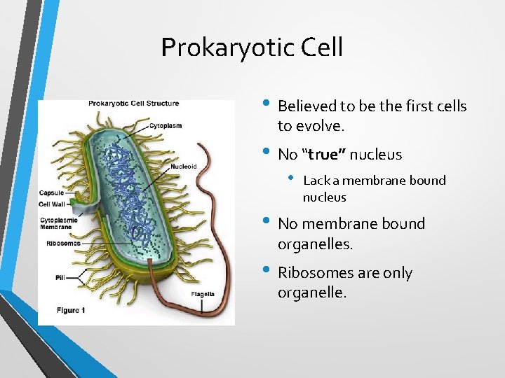 Prokaryotic Cell • Believed to be the first cells to evolve. • No “true”